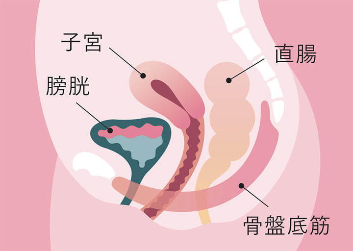 月額2,280円レンタルプラン:MTG 骨盤底筋ケアガードル SIXPAD SS-BJ-20B-M