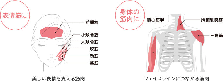 月額4,580円レンタルプラン：ReFa WARMY RR-AR ホワイト – GYMGATE