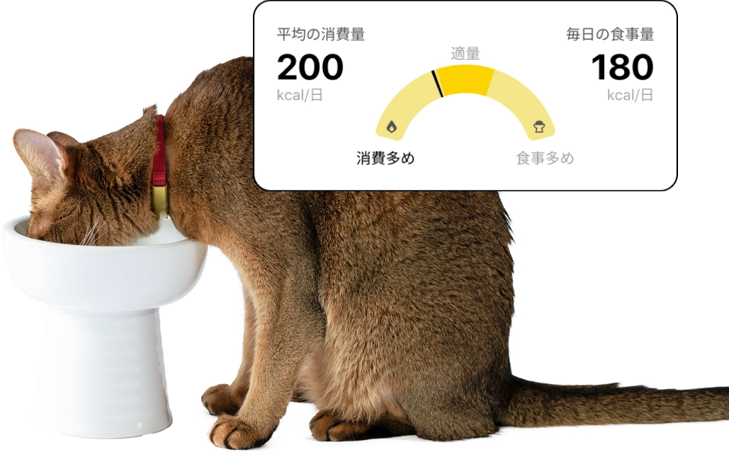 月額1,880円レンタルプラン：Catlog 基本セット ペット用品