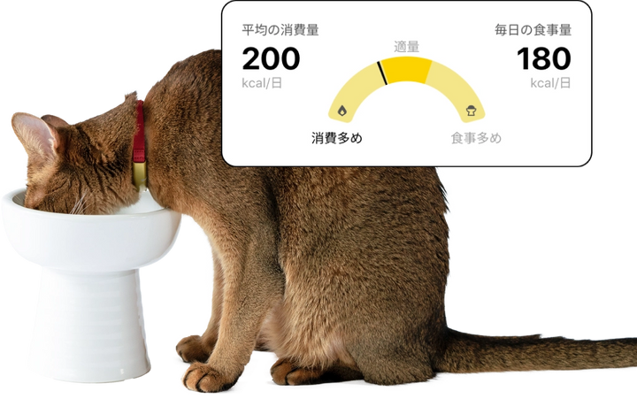 月額1,880円レンタルプラン：Catlog 基本セット ペット用品